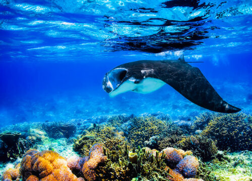 Manta Ray Experience