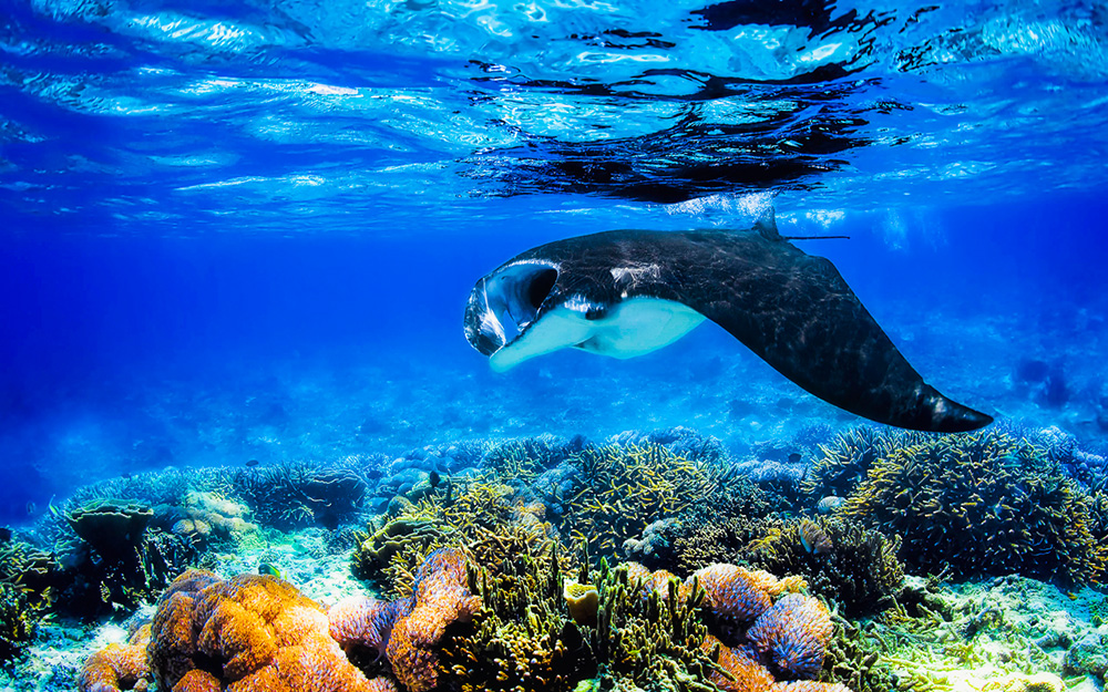 Manta Ray Experience