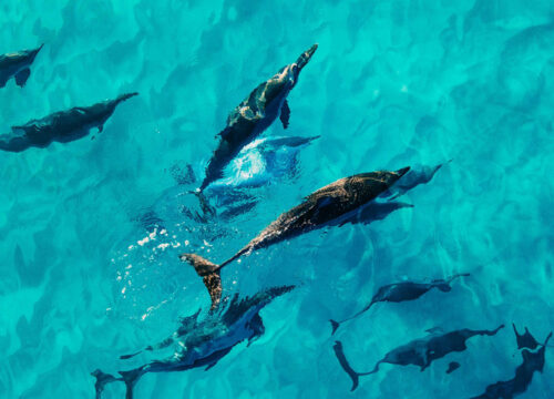 Dolphins Tour Day Trip