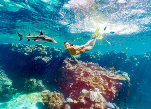 Ultimate Encounters - Snorkel with Sharks