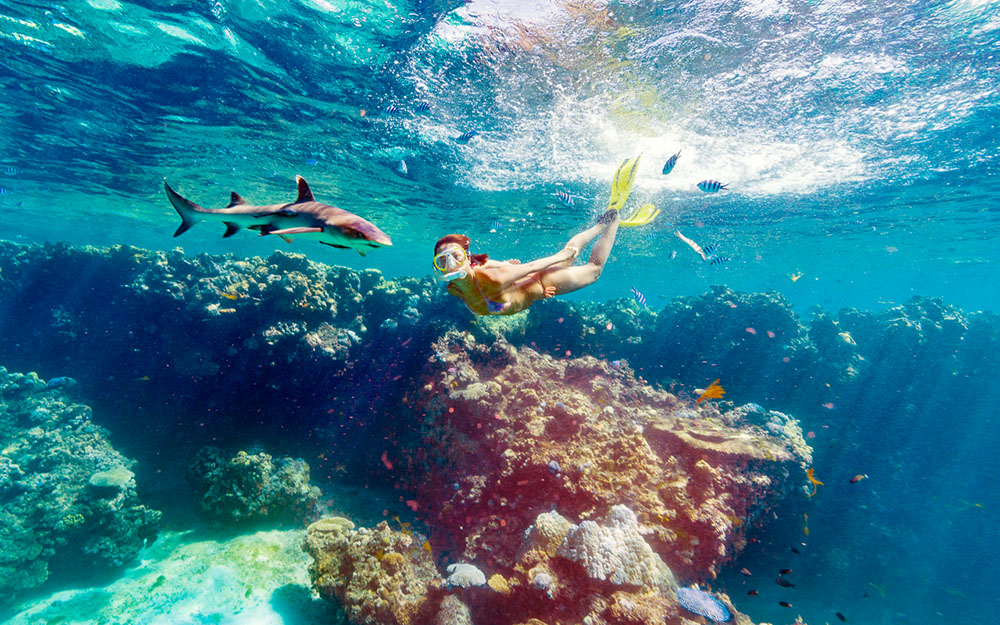 Ultimate Encounters - Snorkel with Sharks